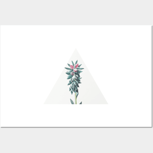 Flowering Succulent Posters and Art